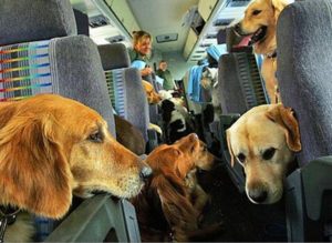собаки в самолете кошки в самолете